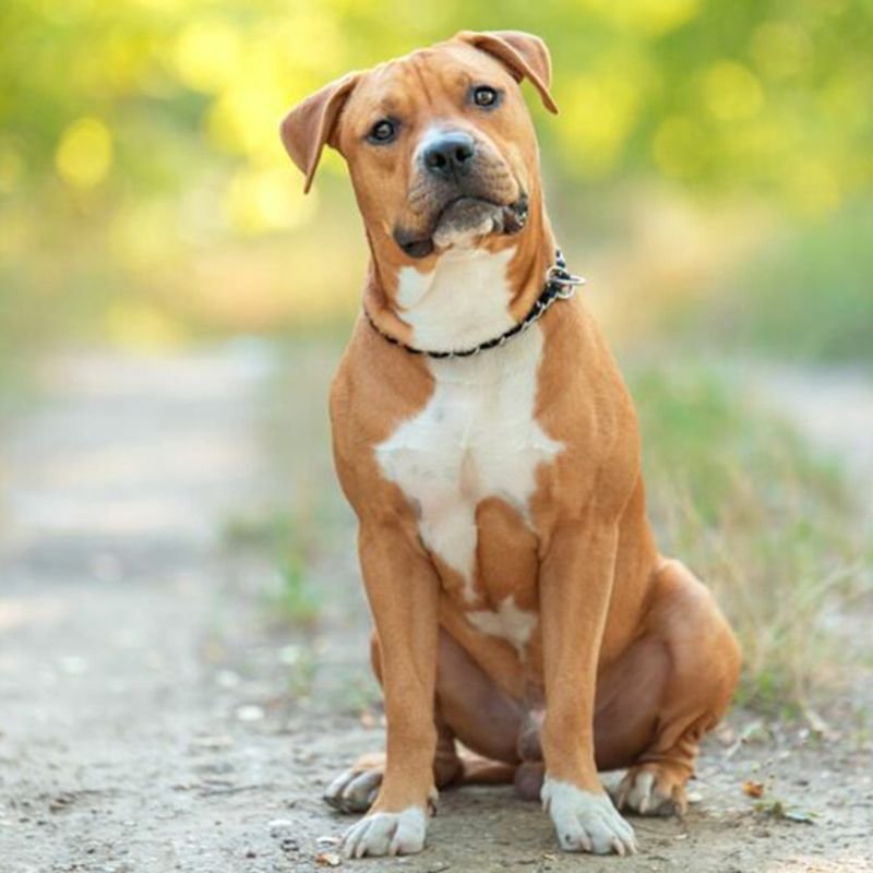 Staffordshire-Terrier-Feldweg-800x800