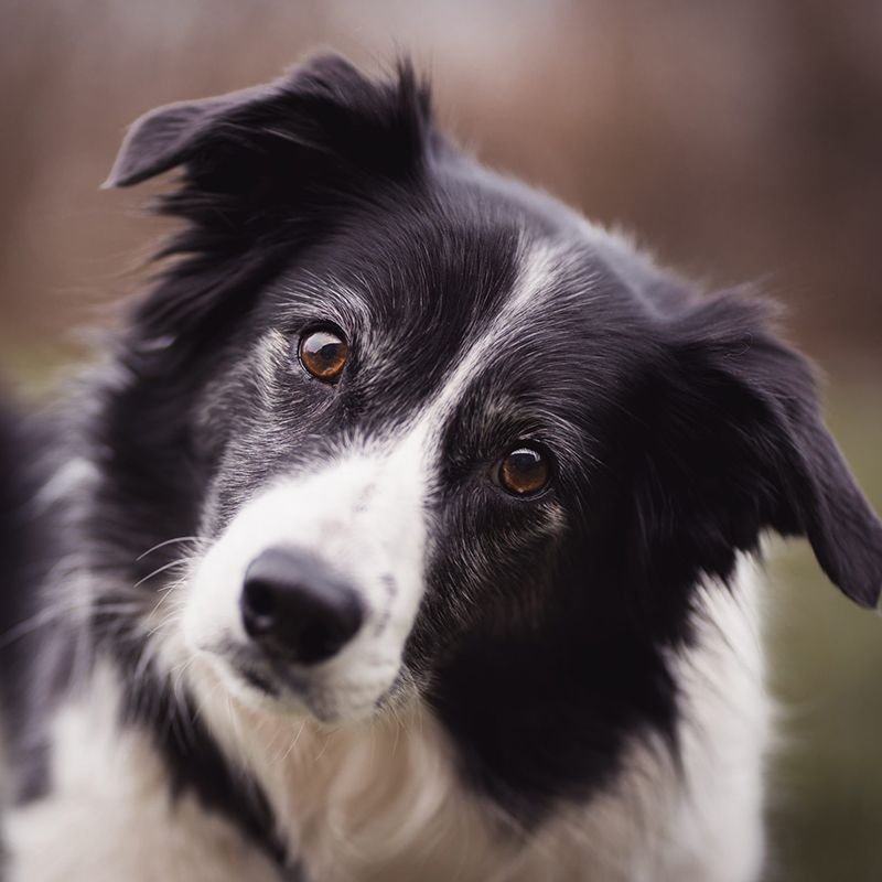 border-collie-800x800